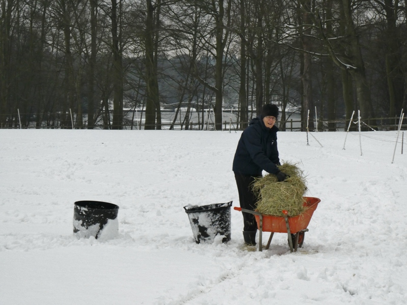 Sue R putting out hay for the ponies